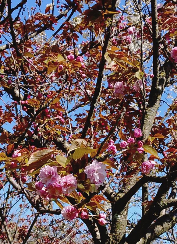 САКУРА - Tata Wolf