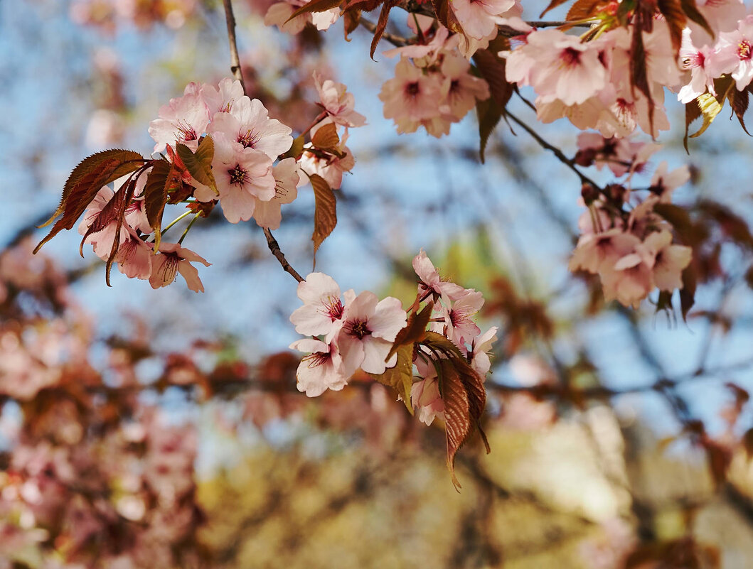 Сакура - Мария К.