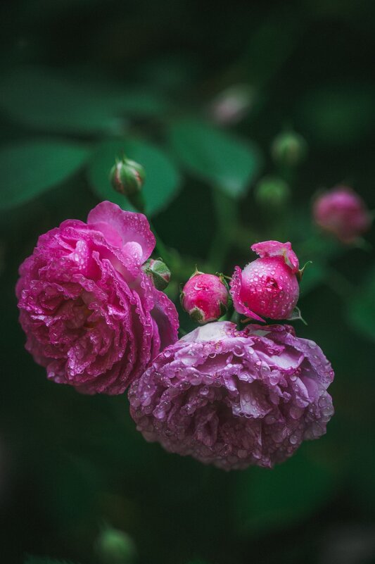 Маннингтон мав рамблер - Дмитрий 