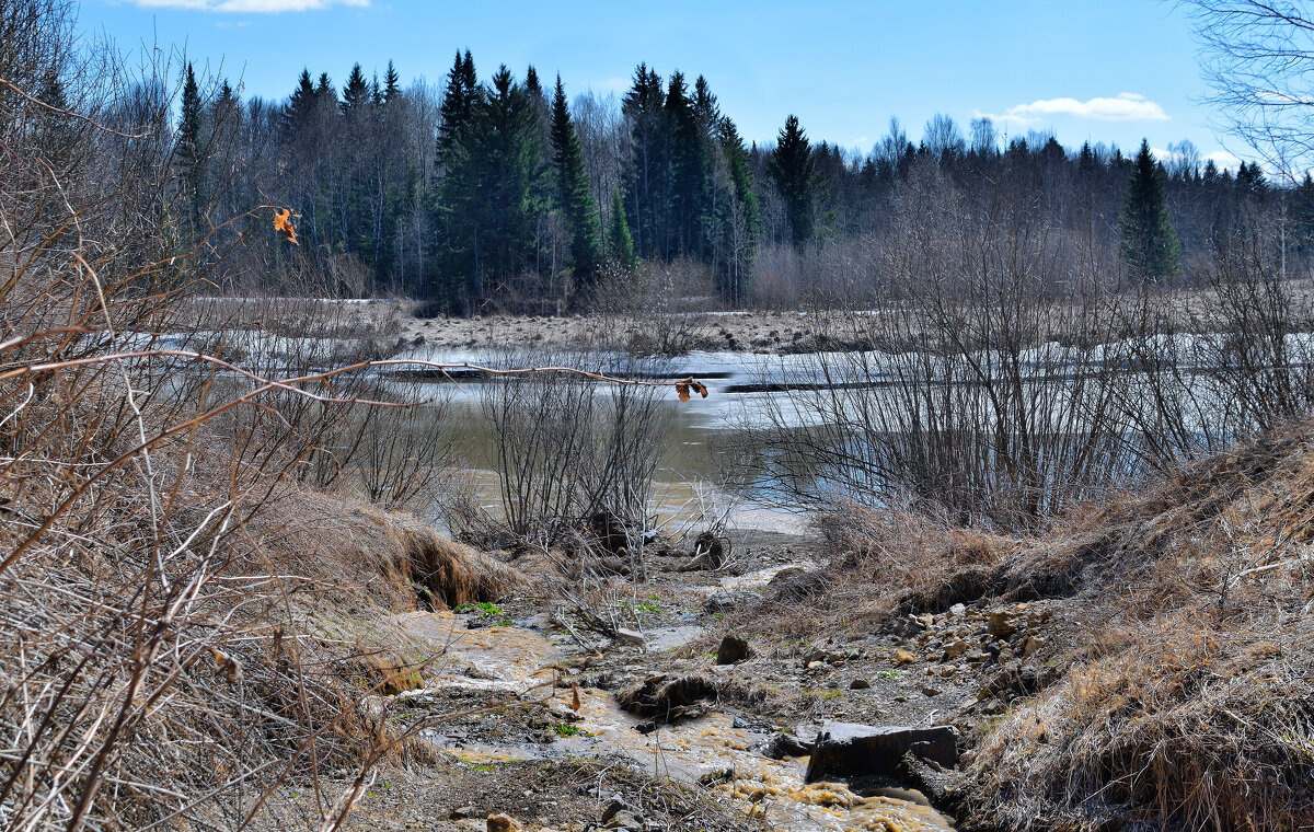 Пробуждение природы. - Владимир Мигонькин