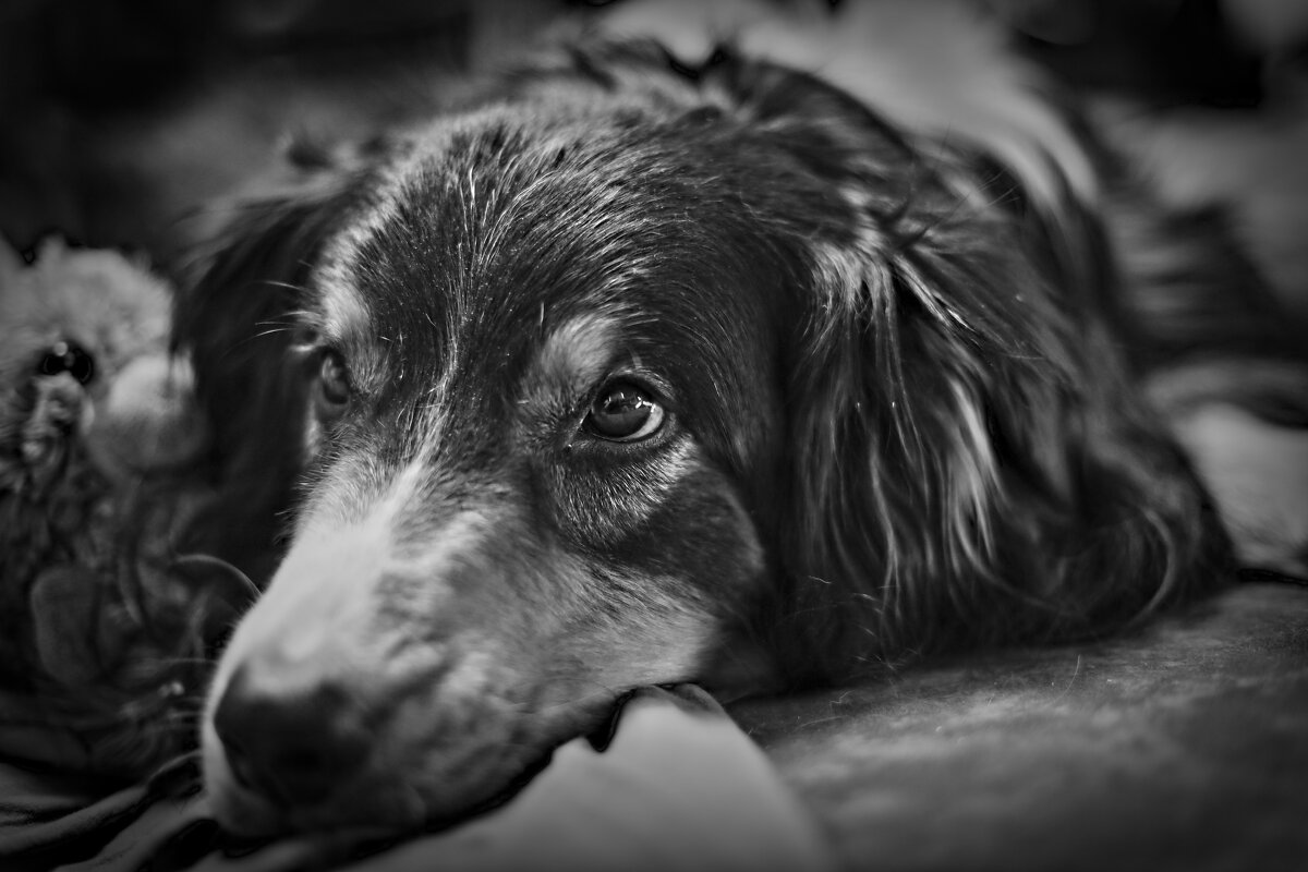 собакен в печале - Артём Евтюхов