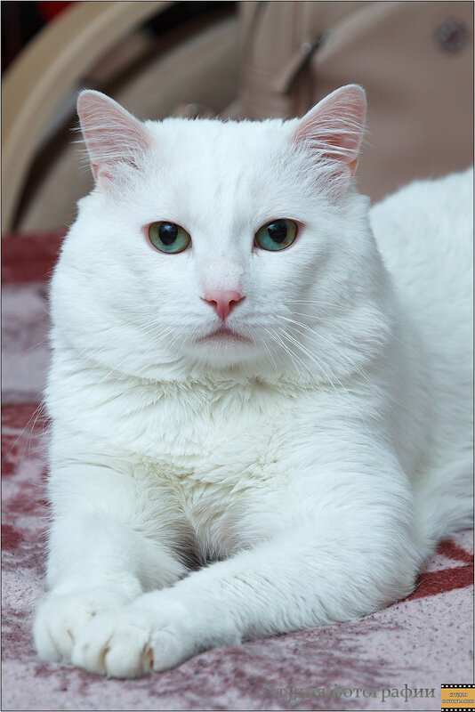 Кот белый - Студия фотографии