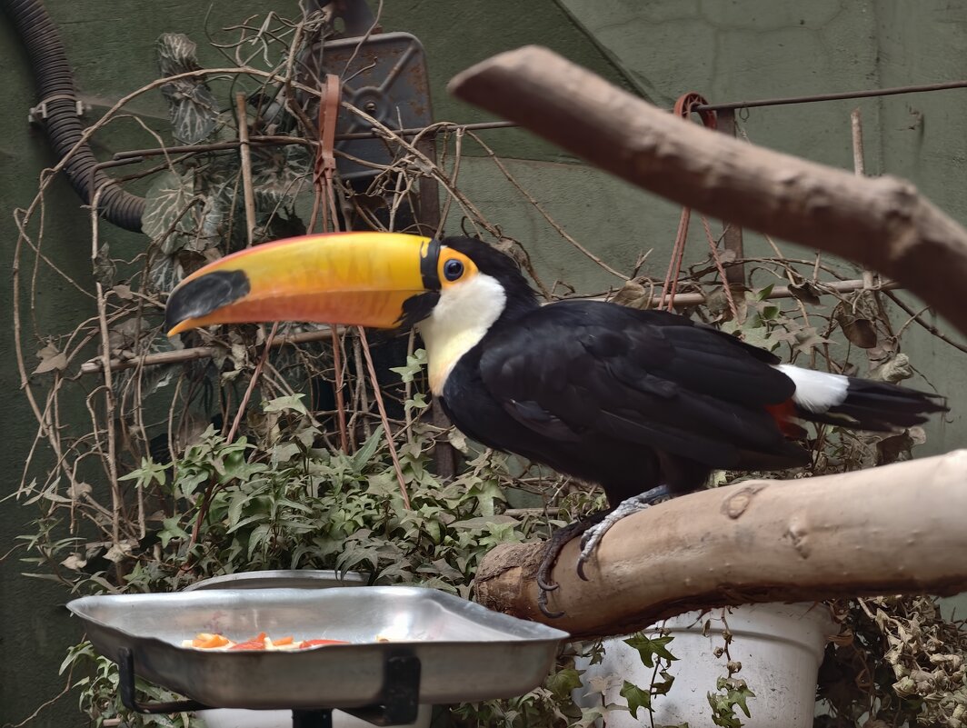 Тукан - <<< Наташа >>>