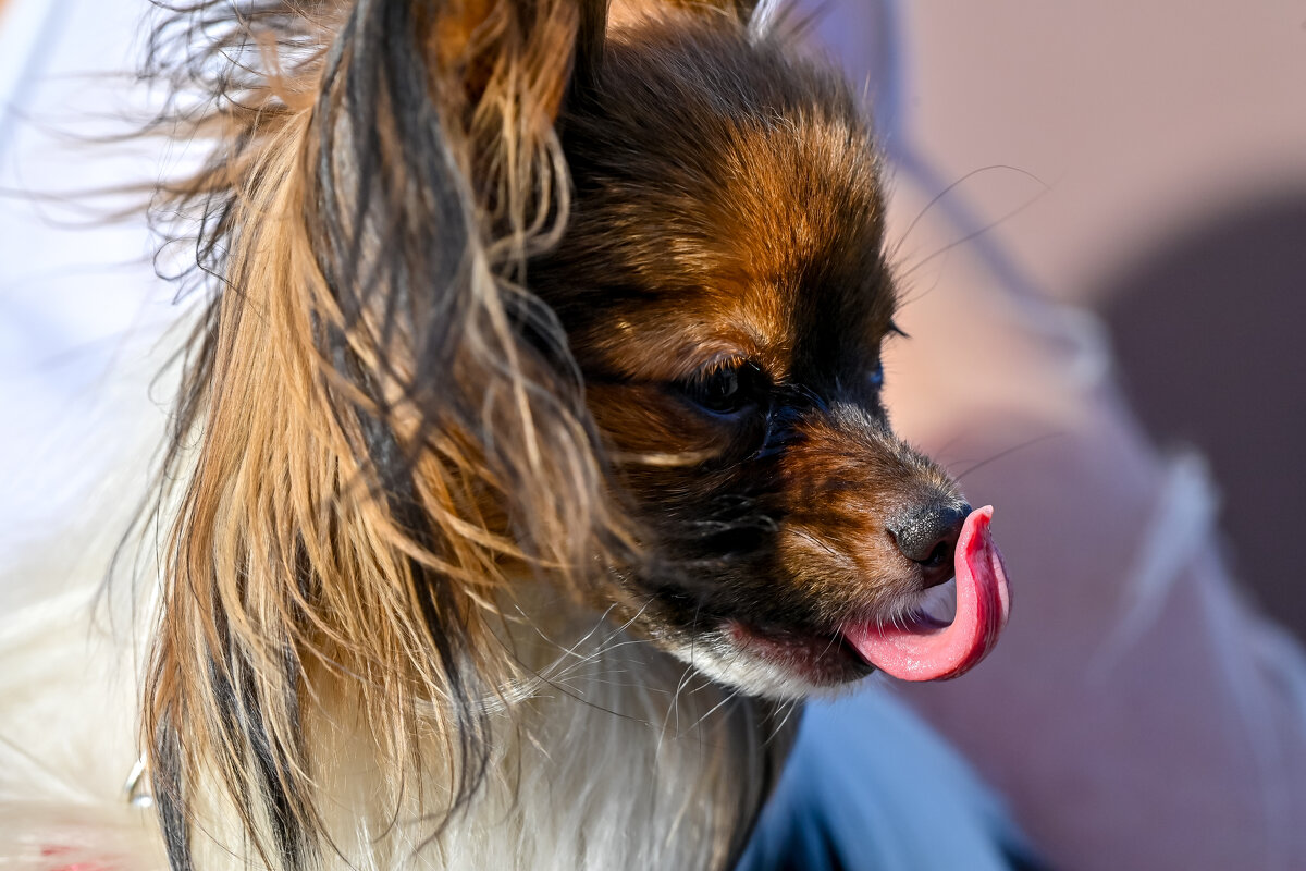 Хорошо быть кисою, хорошо собакою... - Михаил Петрик