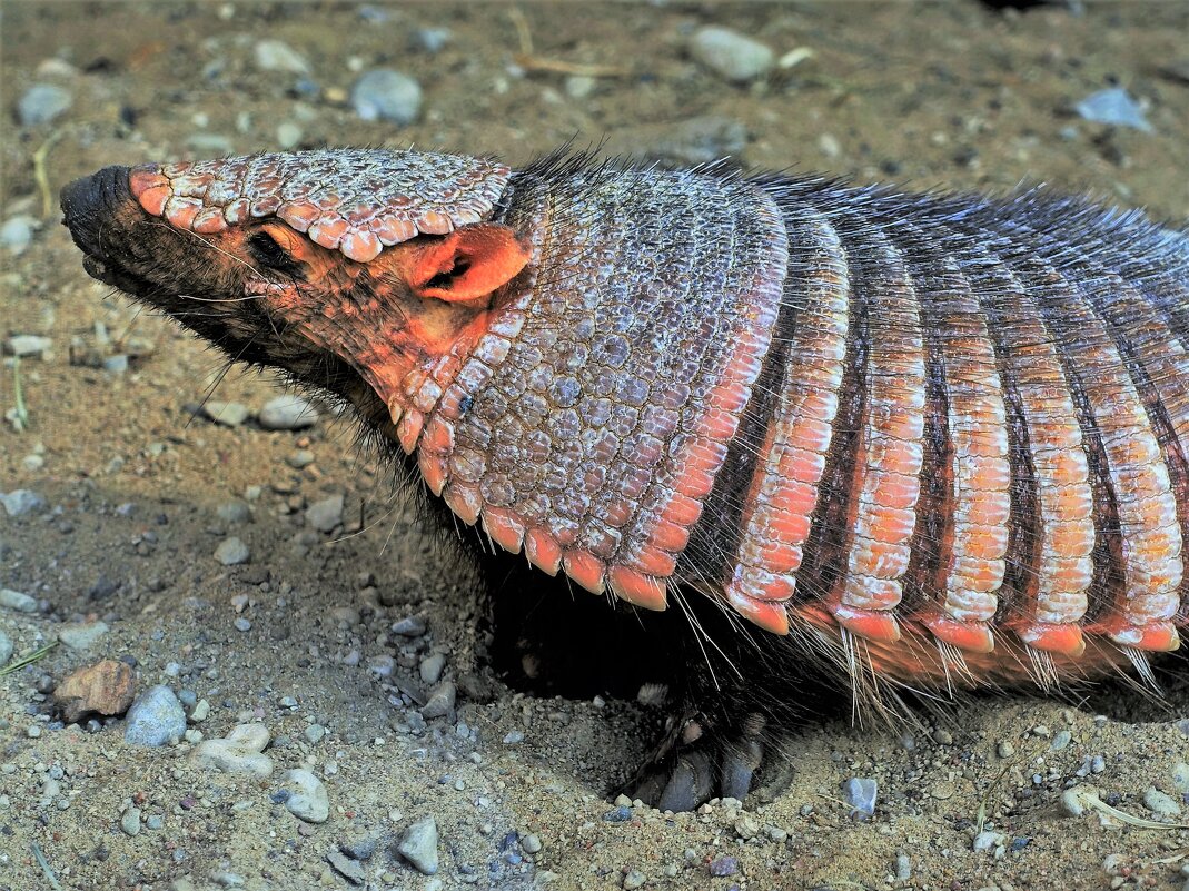 Щетинистый броненосец уже проснулся... - Aida10 