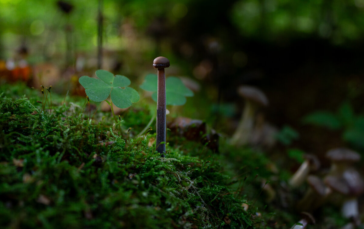 Грибочек, как маленький столбик - Анастасия Данько