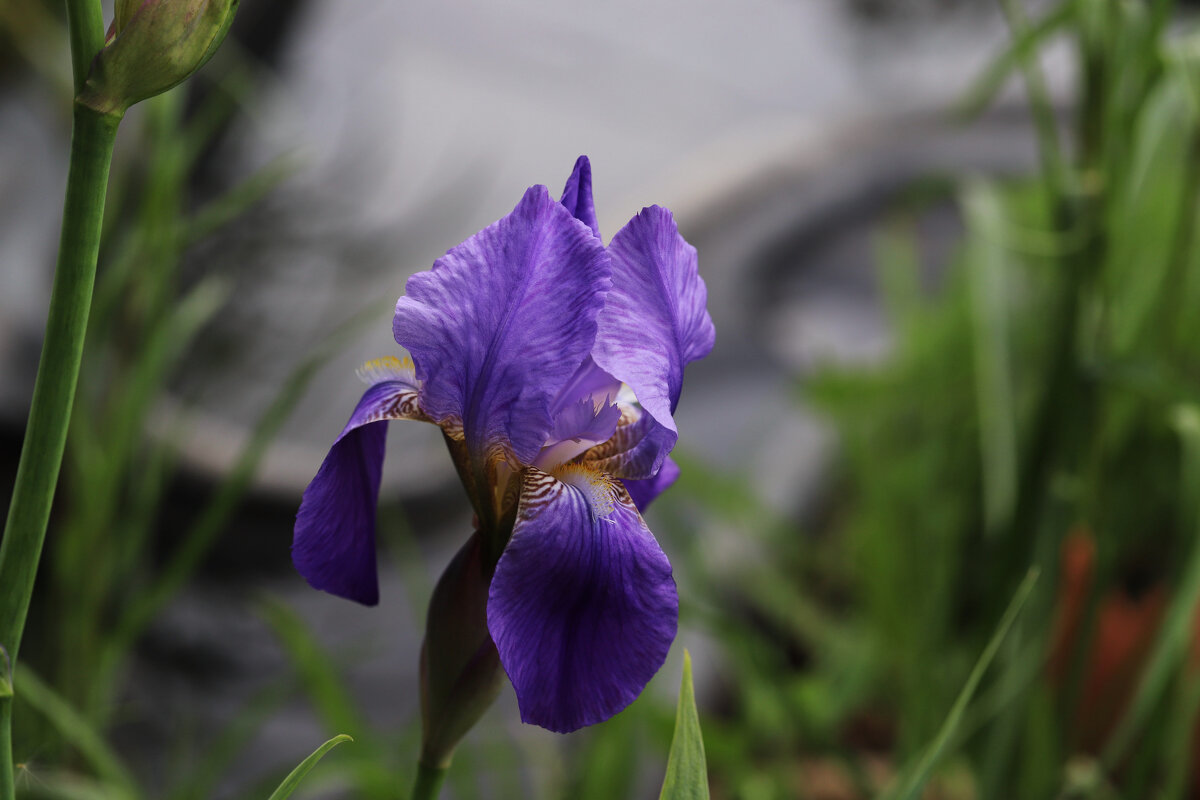 Ирис - Татьяна Салиева