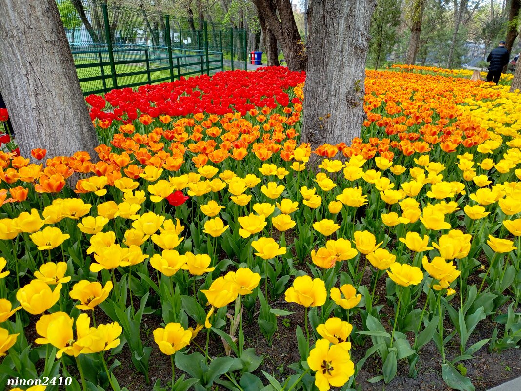 Тюльпаны в ростовском зоопарке... - Нина Бутко