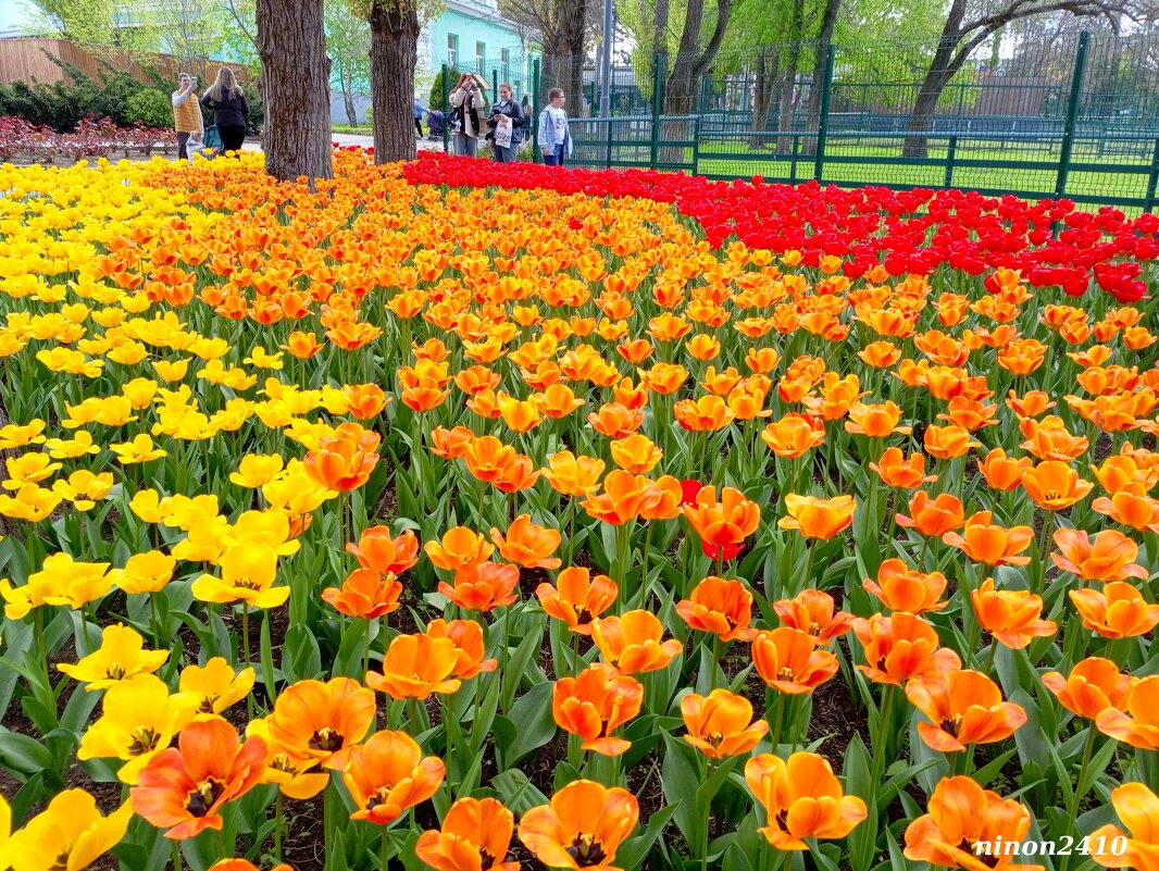 Тюльпаны в ростовском зоопарке... - Нина Бутко