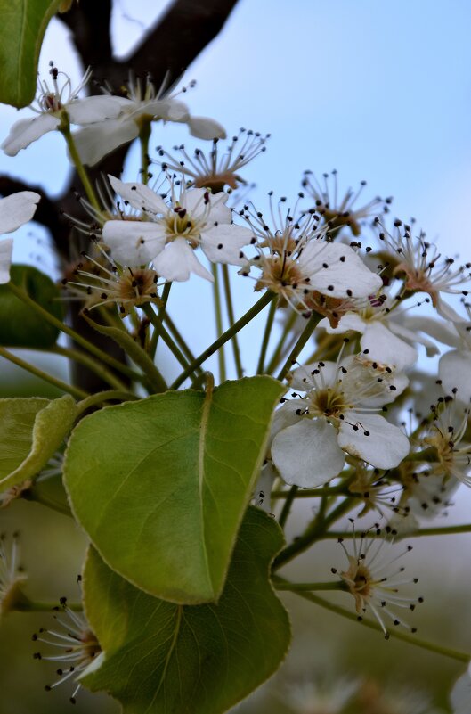 Апрель. Груша - Павленко Михаил 