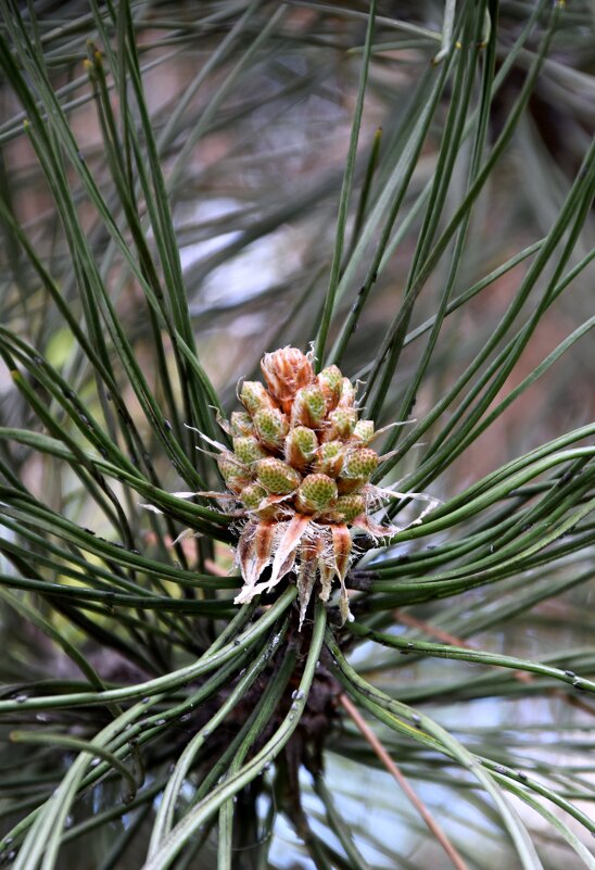 Апрель. Сосна - Павленко Михаил 