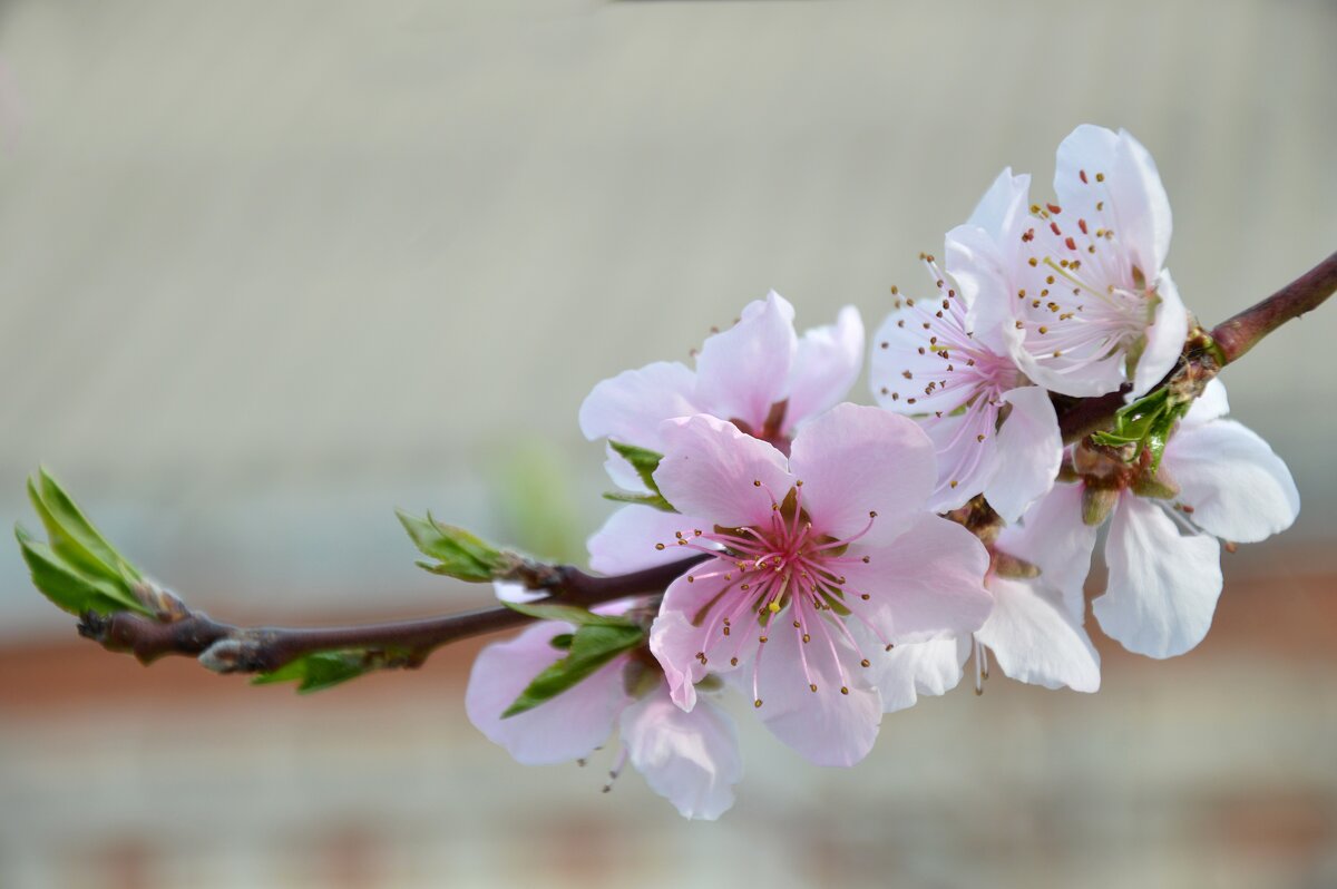 Персик - Надежда Куркина 