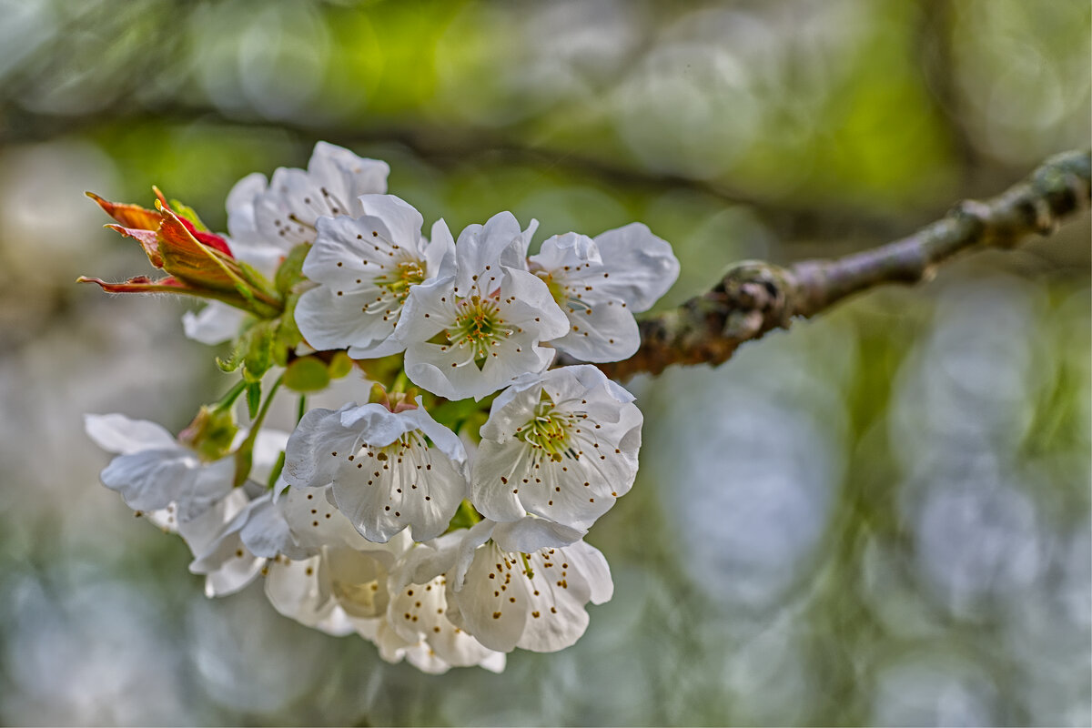 (°-°) - Jakob Dick