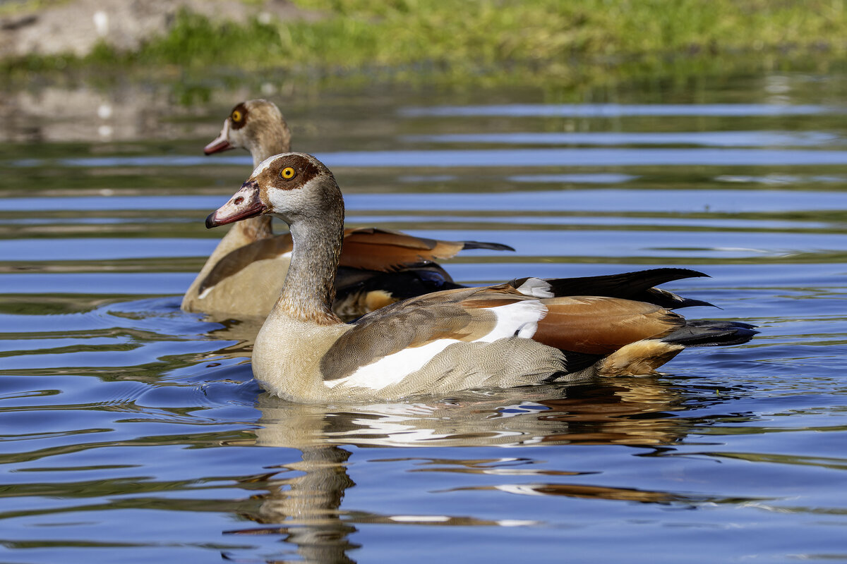 Нильские гуси. - Alexander Amromin