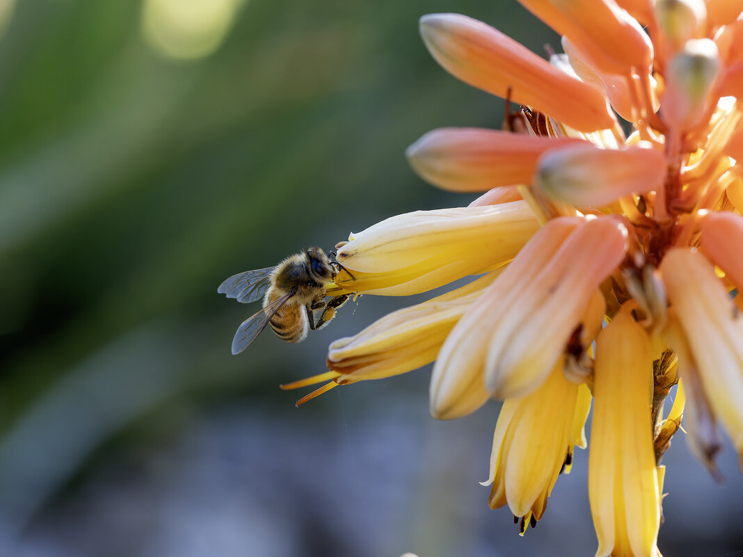 Цветение алоэ. - Alexander Amromin
