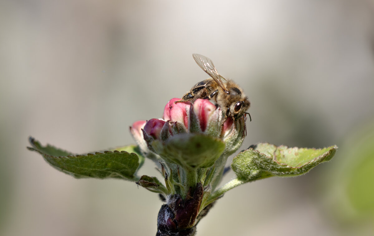Выросли крылья у яблони... - Валерий Басыров