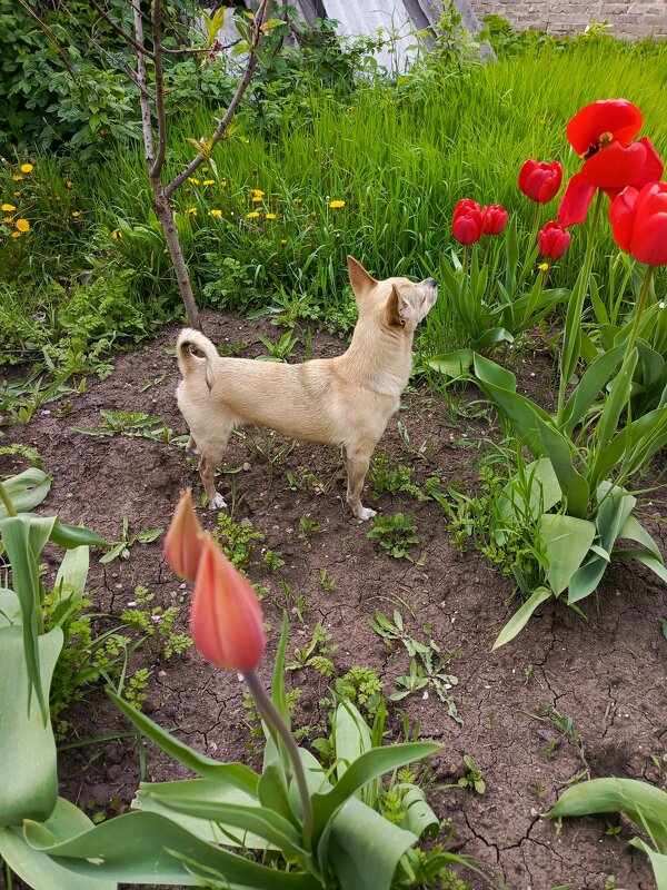 Тайсон эстет - Татьяна Пальчикова