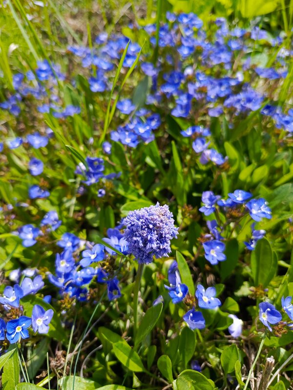 Голубая весна - Татьяна Пальчикова