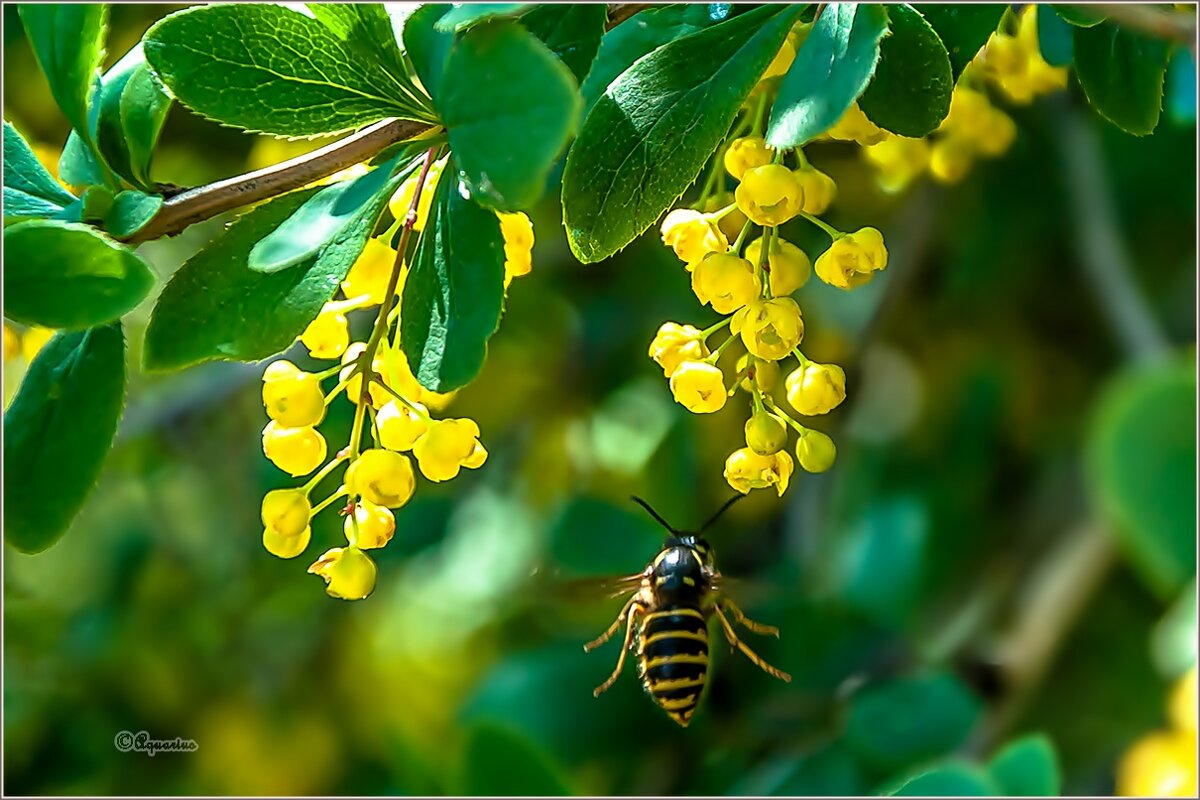 Про лето... - Aquarius - Сергей