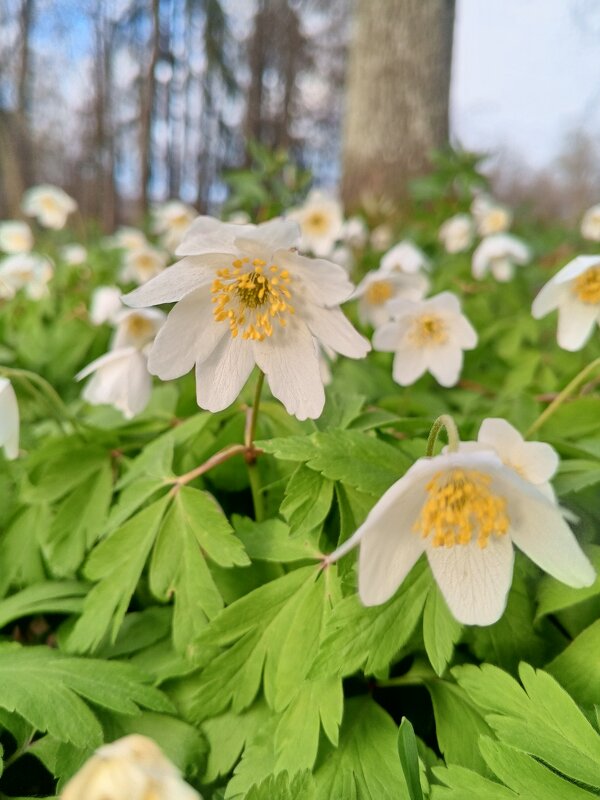 Ветреница - Сапсан 