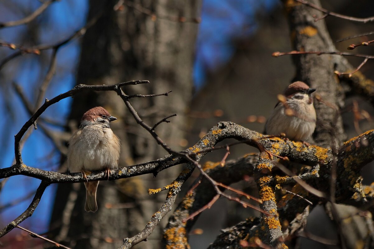 Ты да я, да мы с тобой. - Татьяна Бравая