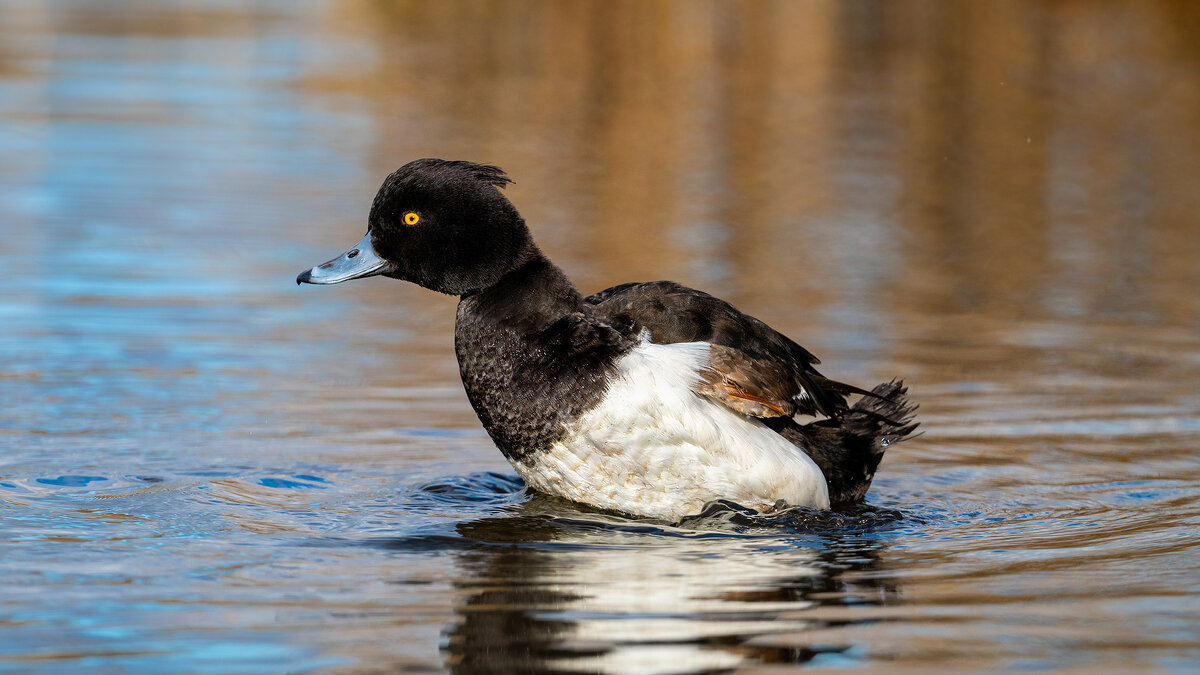 Хохлатая чернеть - Владимир Лазарев