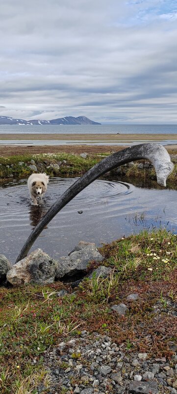 Я волк)))) - Татьяна Чаброва
