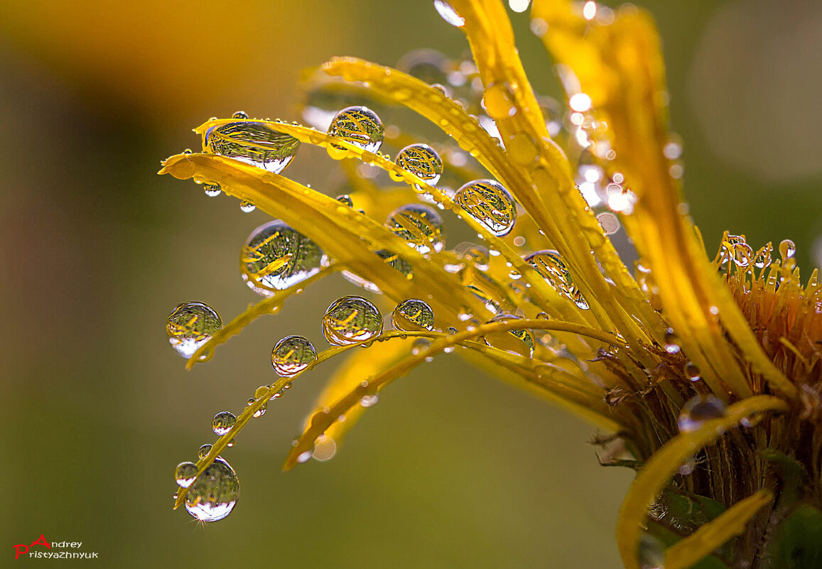 Утром... - Андрей Пристяжнюк