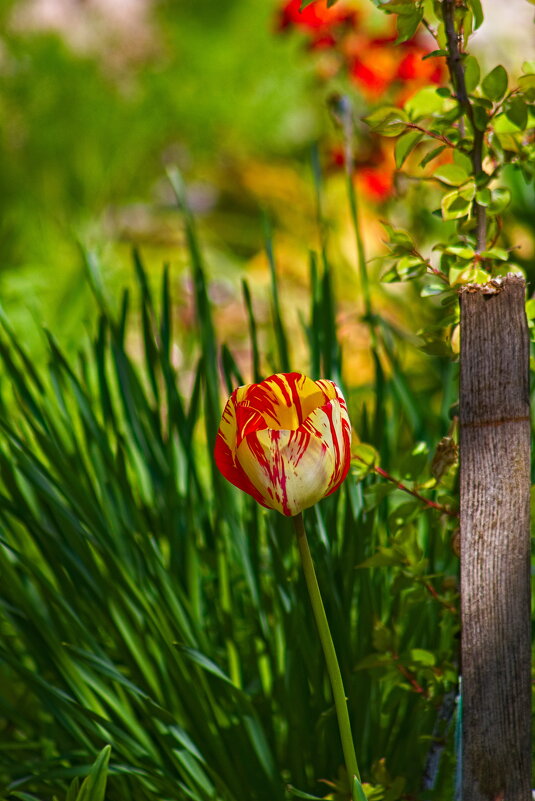 Эль симпатико - Giant Tao /