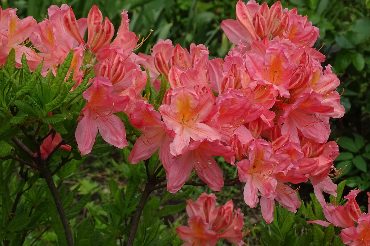 Скоро будет тепло! И все расцветет! - Anna-Sabina Anna-Sabina