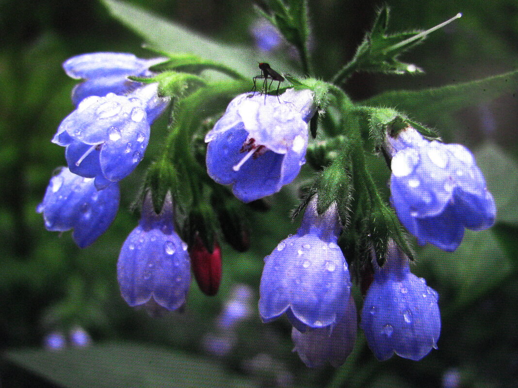 После дождя - Людмила Смородинская