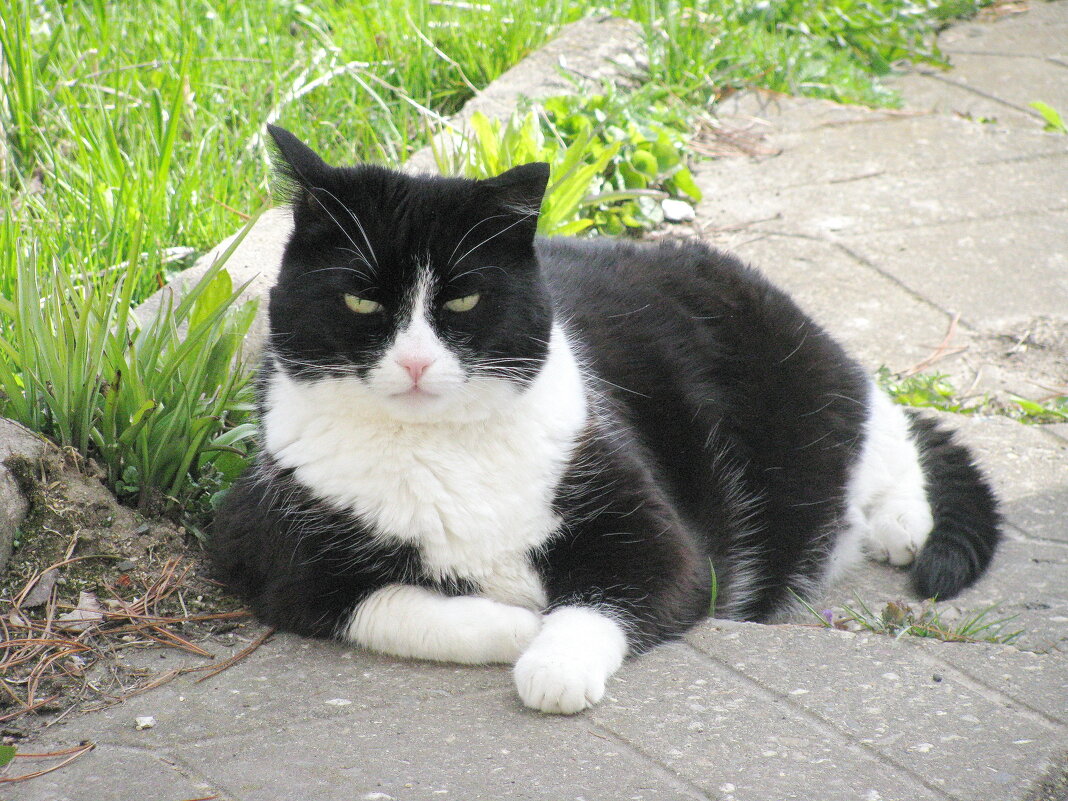 Отдых в саду - Людмила Смородинская