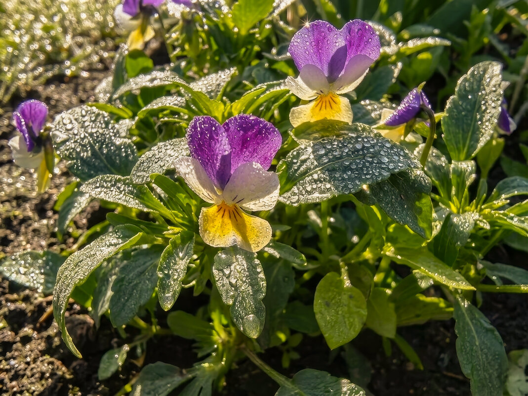 Роса - Валерий Ткаченко