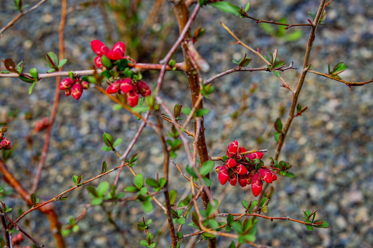 Весна - Анатолий Чикчирный