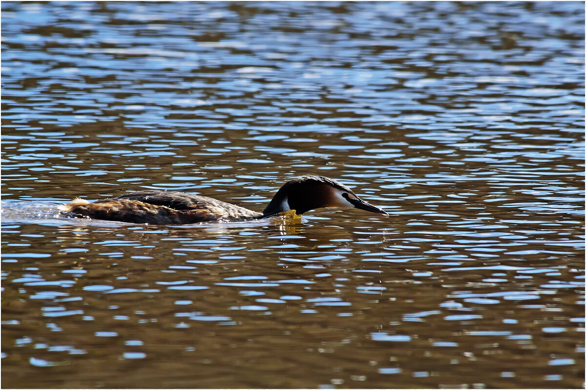Чомга - Валентин Котляров