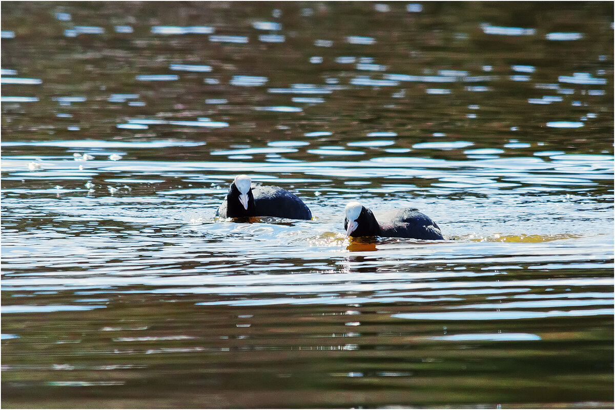 Лысухи - Валентин Котляров