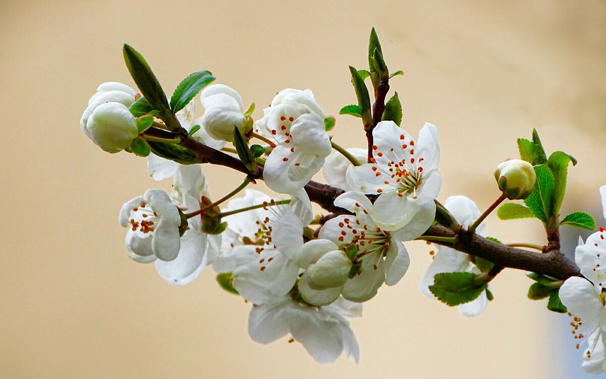 Цвет фруктовых деревьев в городе. - Милешкин Владимир Алексеевич 