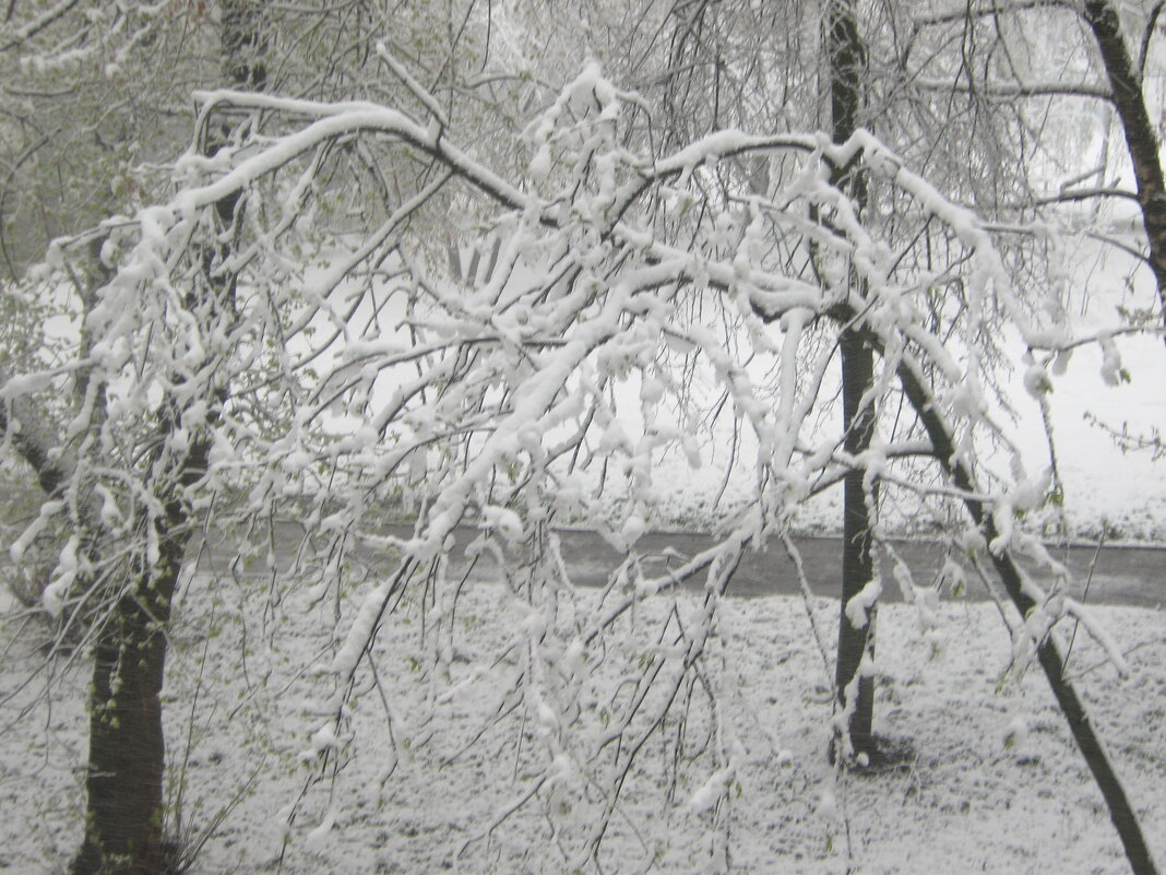 Зима пришла 27 апреля - Елена Семигина