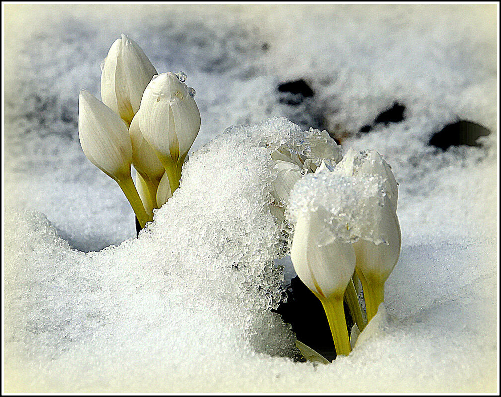 Зима вернулась - Aleksandr Gal