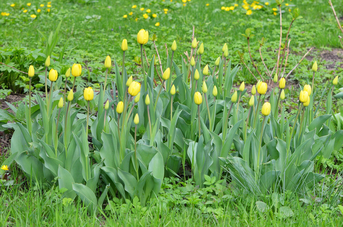 Москва. Весна в парке "Зарядье". - Наташа *****