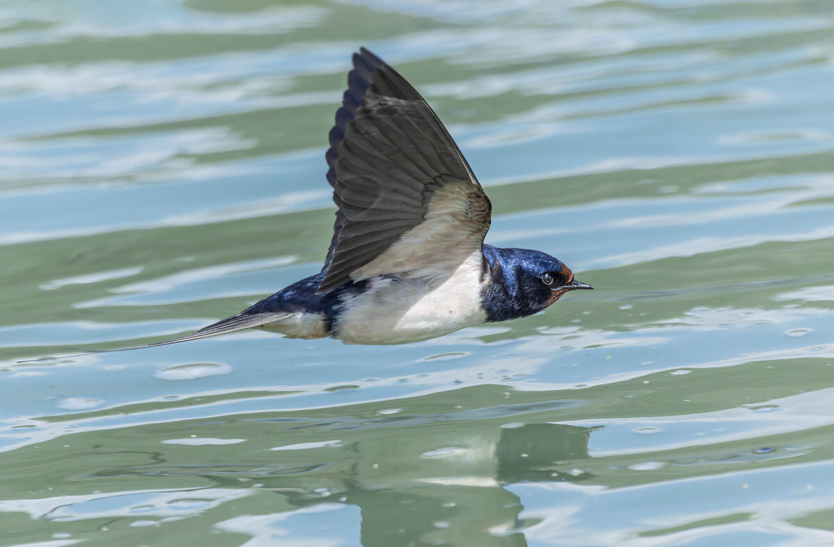 ласточка деревенская. - юрий макаров
