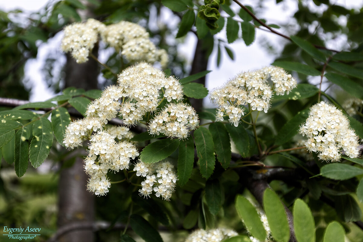 *** - Евгений 