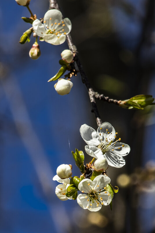 Цвет вишни. - Николай 