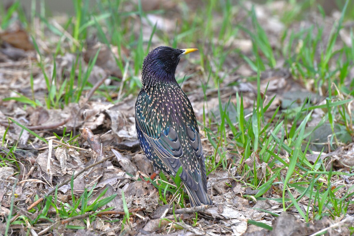 Скворец - Константин Анисимов
