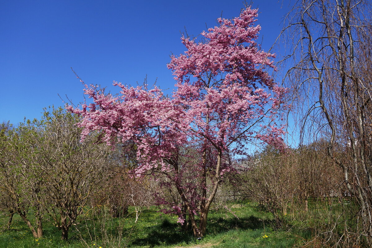 Цветет Сакура - Рита Симонова