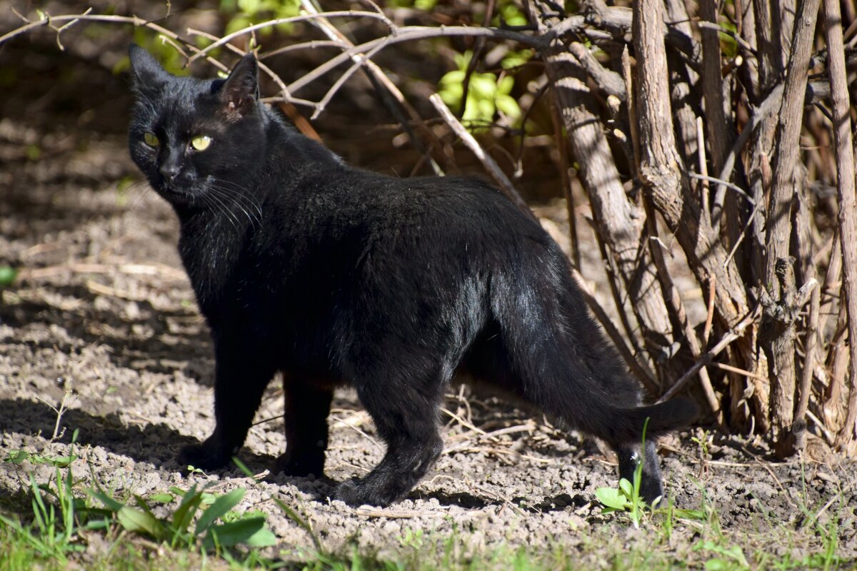 "Нравлюсь?" - Олег 