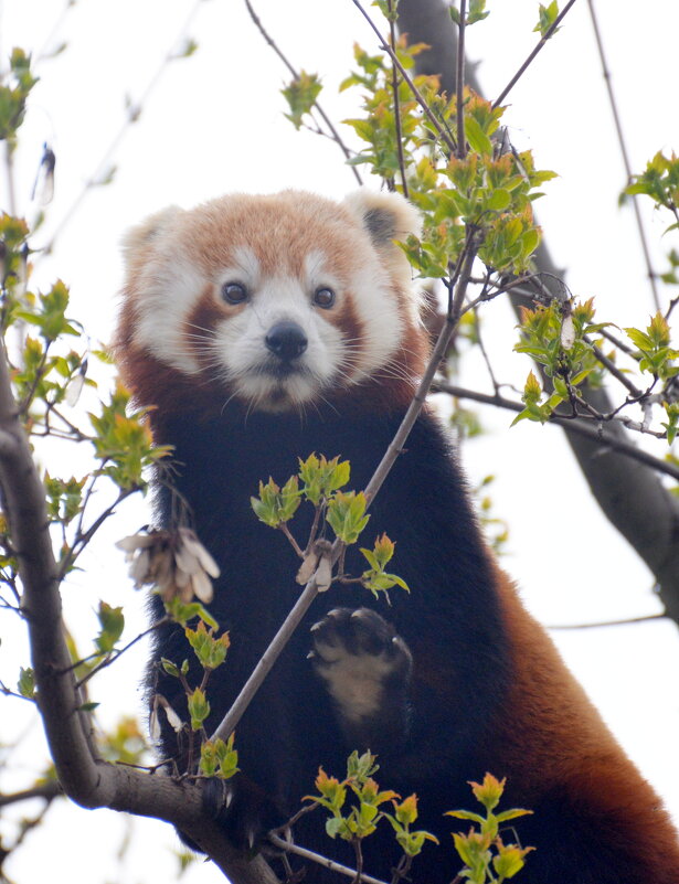 лейпциг2026 - Алексей Короткевич