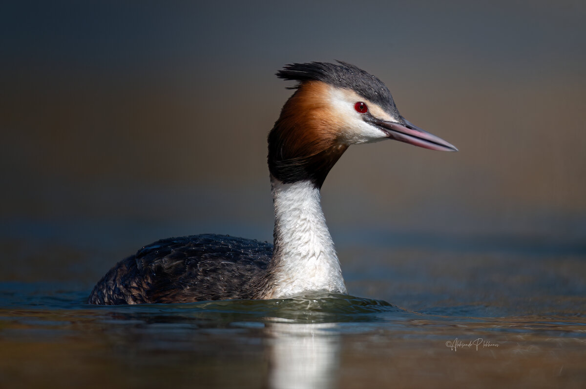 Чомга плавно вплывает в кадр - Александр Плеханов