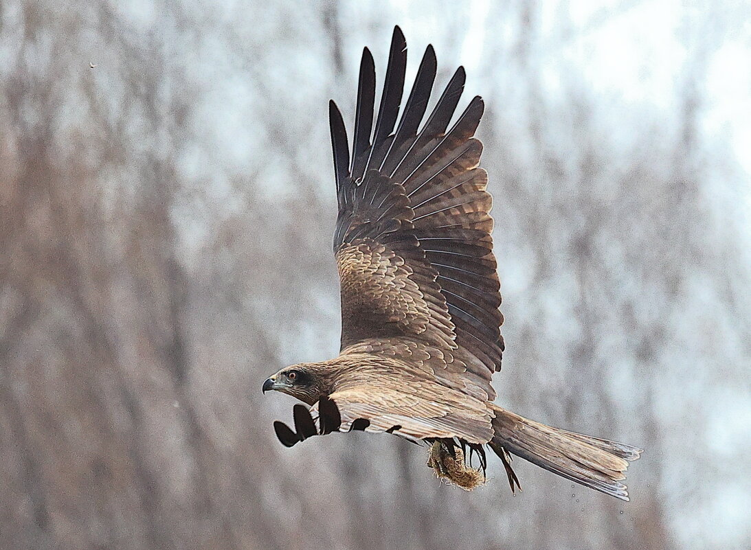 *** - Владилен Панченко