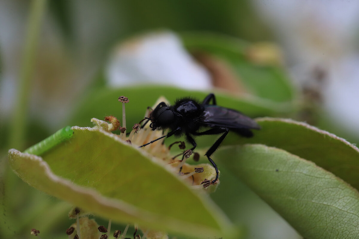 Комар толстоножка - Татьяна Салиева